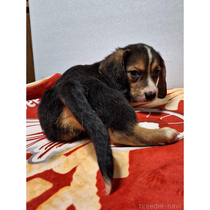 販売中の神奈川県のミックス犬-397579の4枚目