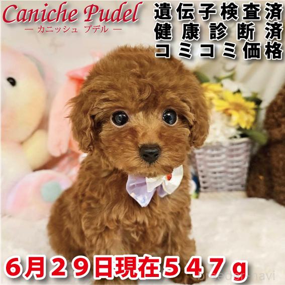 販売中の岐阜県のトイプードル-394404
