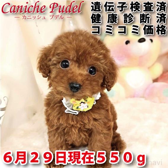 販売中の岐阜県のトイプードル-395009