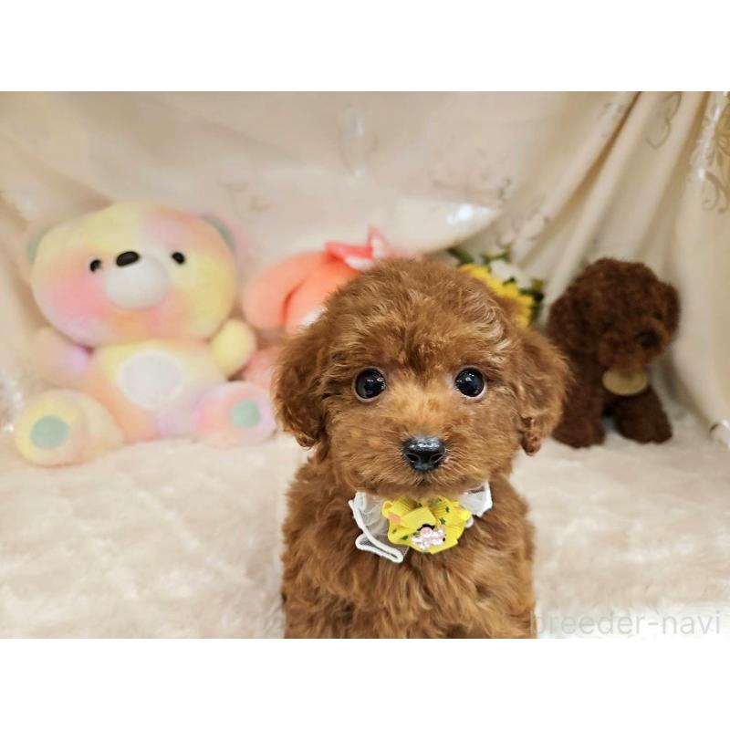 販売中の岐阜県のトイプードル-395009の3枚目