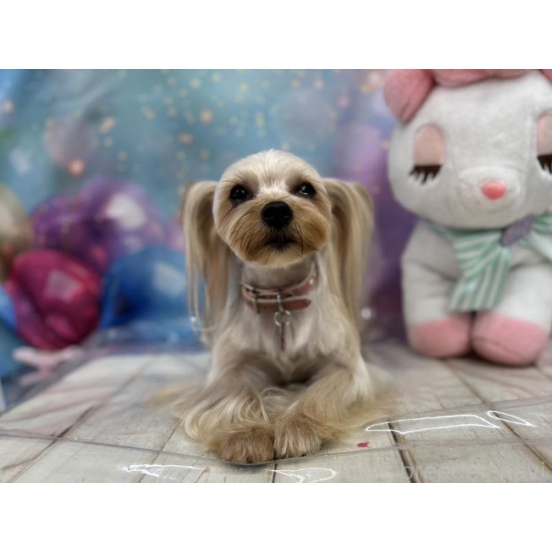 ふわちゃん1枚目