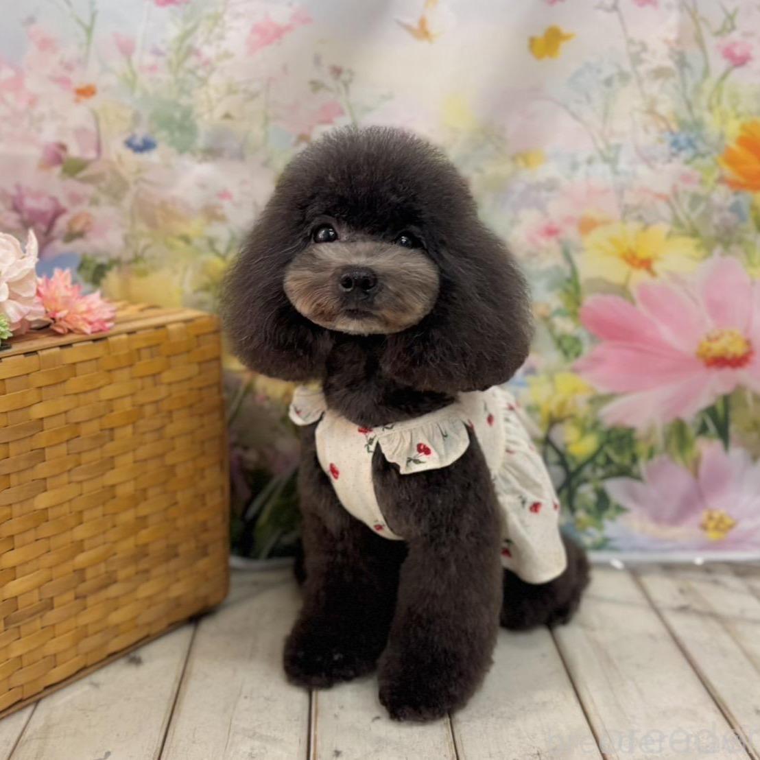 雪ちゃん1枚目