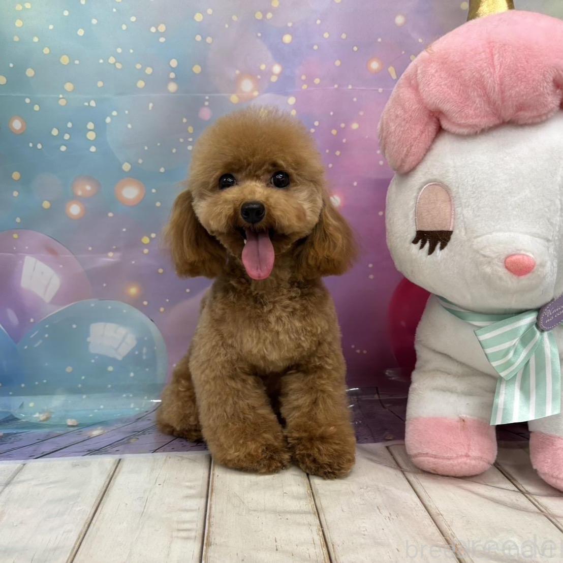るるちゃん1枚目
