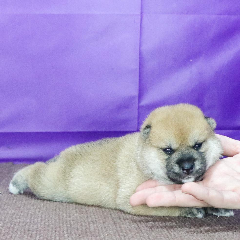 販売中の愛知県の柴犬-397810の3枚目