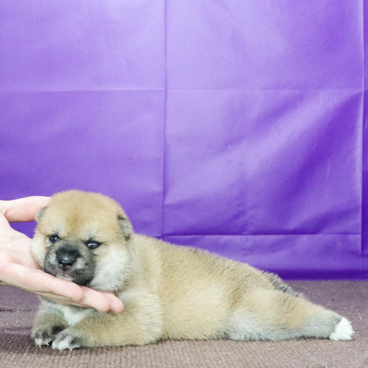 販売中の愛知県の柴犬-397810の2枚目