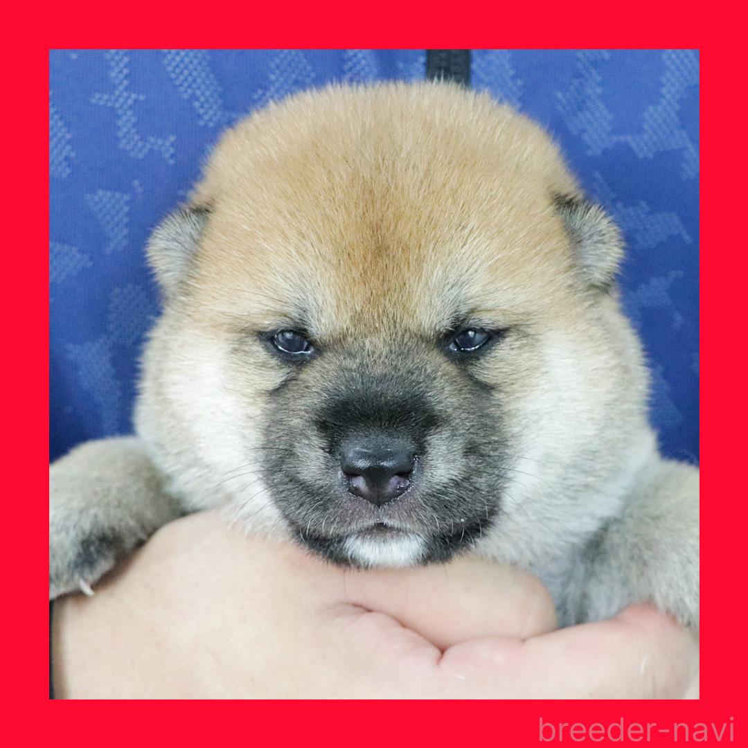 販売中の愛知県の柴犬-397810の1枚目