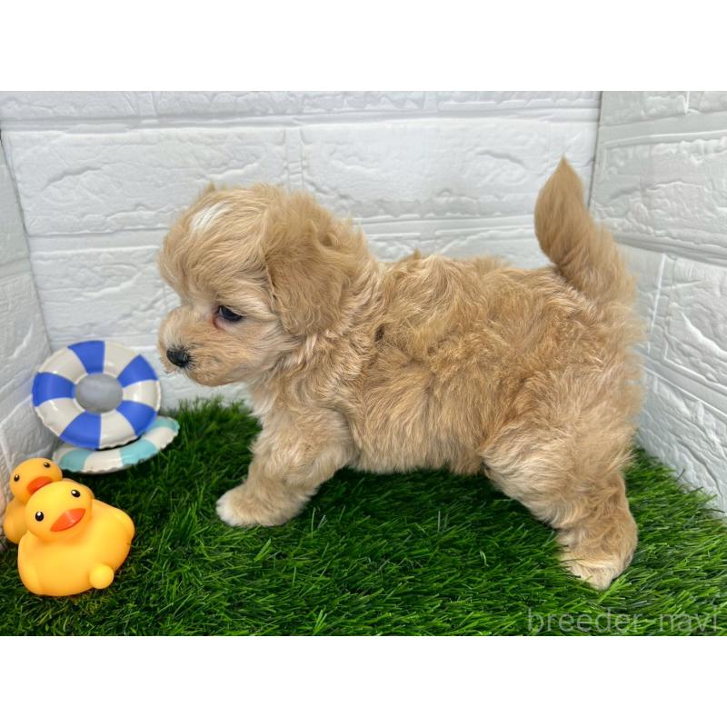 販売中の茨城県のマルプー:マルチーズ×トイプードル-397862の9枚目