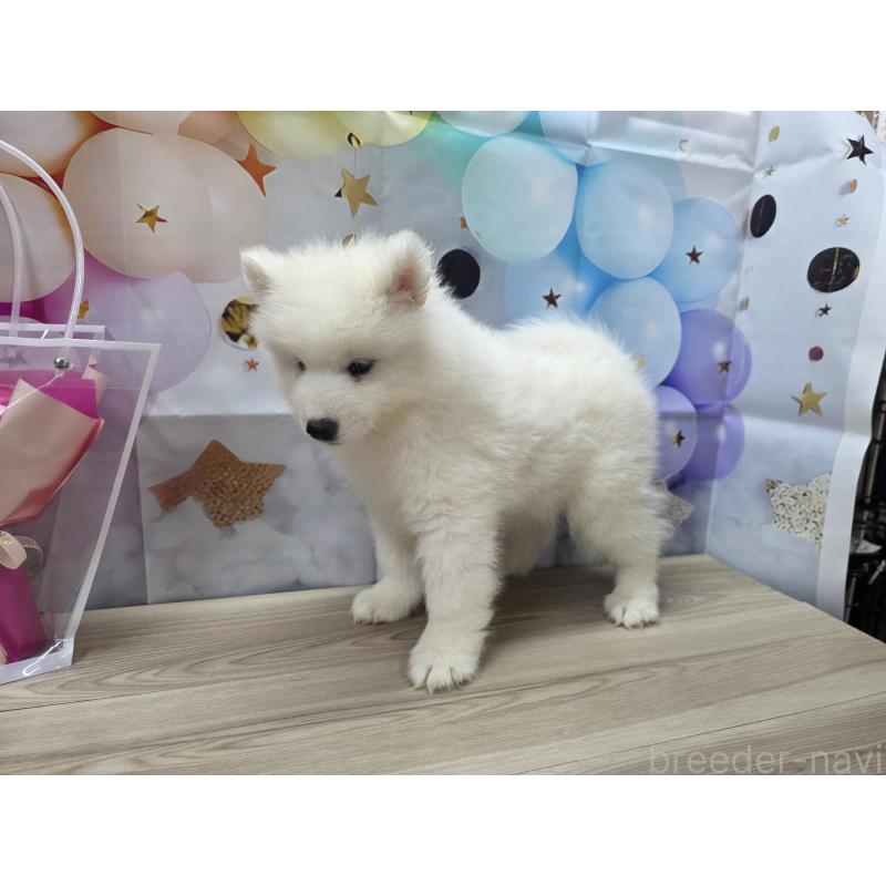 販売中の茨城県のサモエド-397870の3枚目