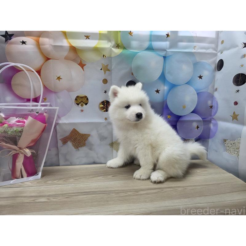 販売中の茨城県のサモエド-397872の2枚目