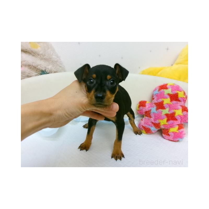 販売中の大阪府のミニチュアピンシャー(ミニピン)-397881の2枚目
