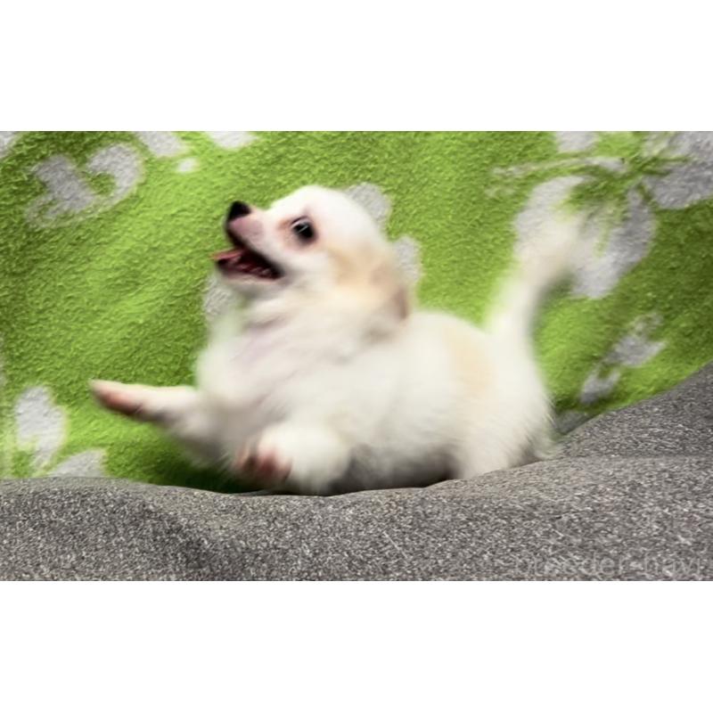 成約済の埼玉県のチワワ(ロングコート)-386558の6枚目