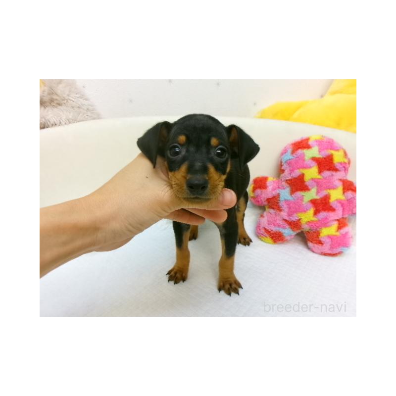 販売中の大阪府のミニチュアピンシャー(ミニピン)-397886の1枚目