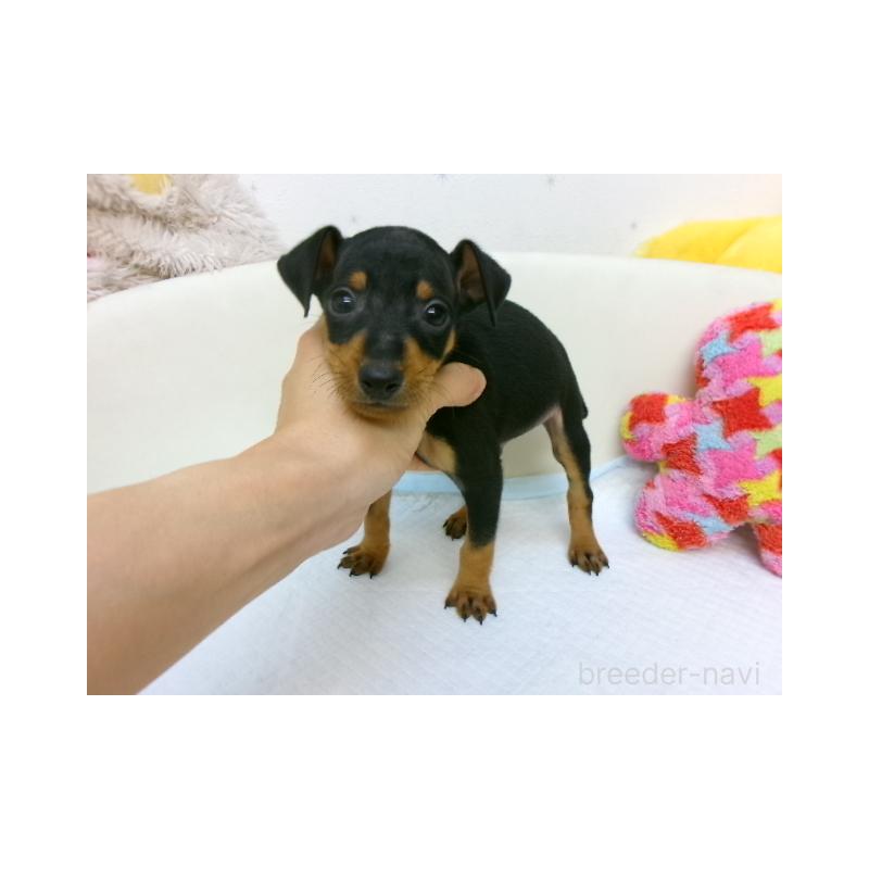 販売中の大阪府のミニチュアピンシャー(ミニピン)-397886の2枚目