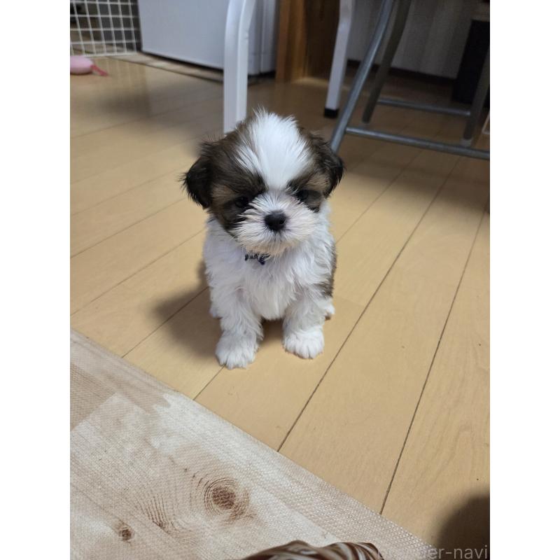 成約済の福岡県のシーズー-396156の2枚目