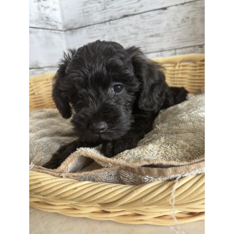 販売中の静岡県のミックス犬-397891の7枚目