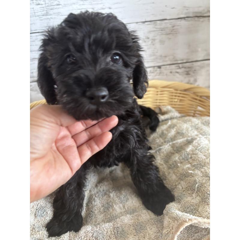 販売中の静岡県のミックス犬-397891の5枚目