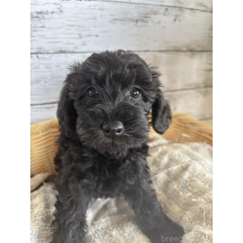 販売中の静岡県のミックス犬-397891の1枚目
