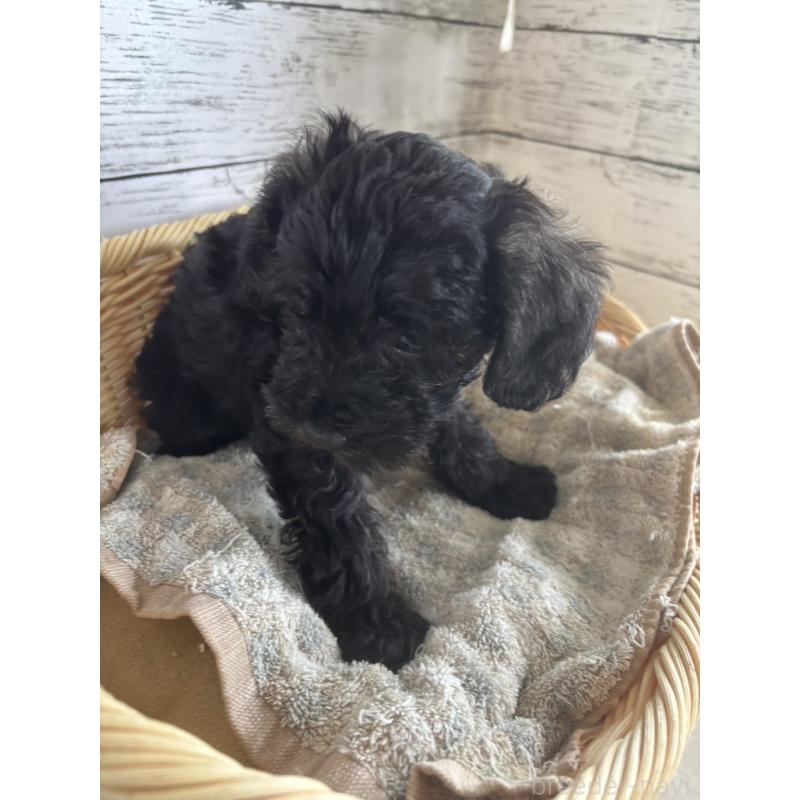 販売中の静岡県のミックス犬-397891の3枚目