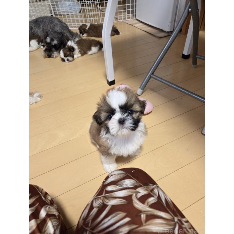 販売中の福岡県のシーズー-393719の4枚目