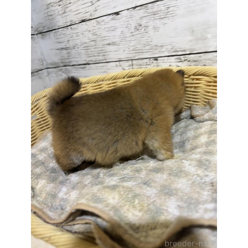 販売中の静岡県の豆柴-397893の6枚目