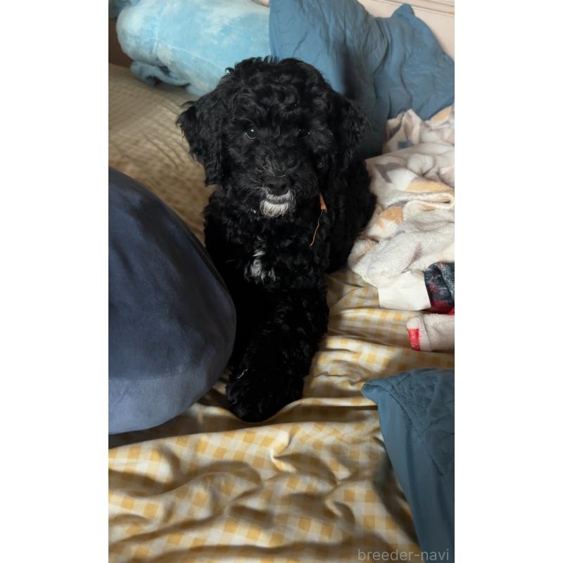 販売中の茨城県のミックス犬-386009の3枚目