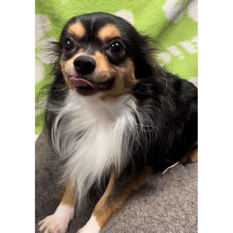 チップくん1枚目
