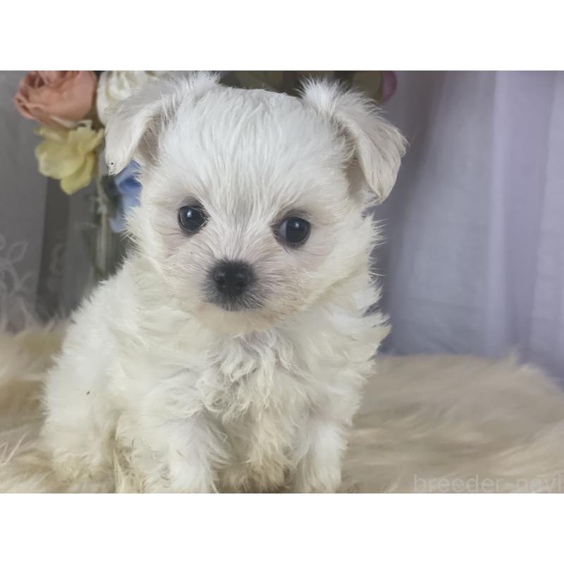販売中の茨城県のチワマル:チワワ×マルチーズ-397911の7枚目