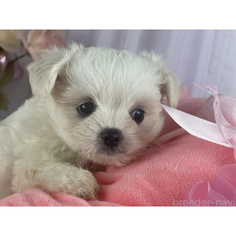 販売中の茨城県のチワマル:チワワ×マルチーズ-397911の5枚目