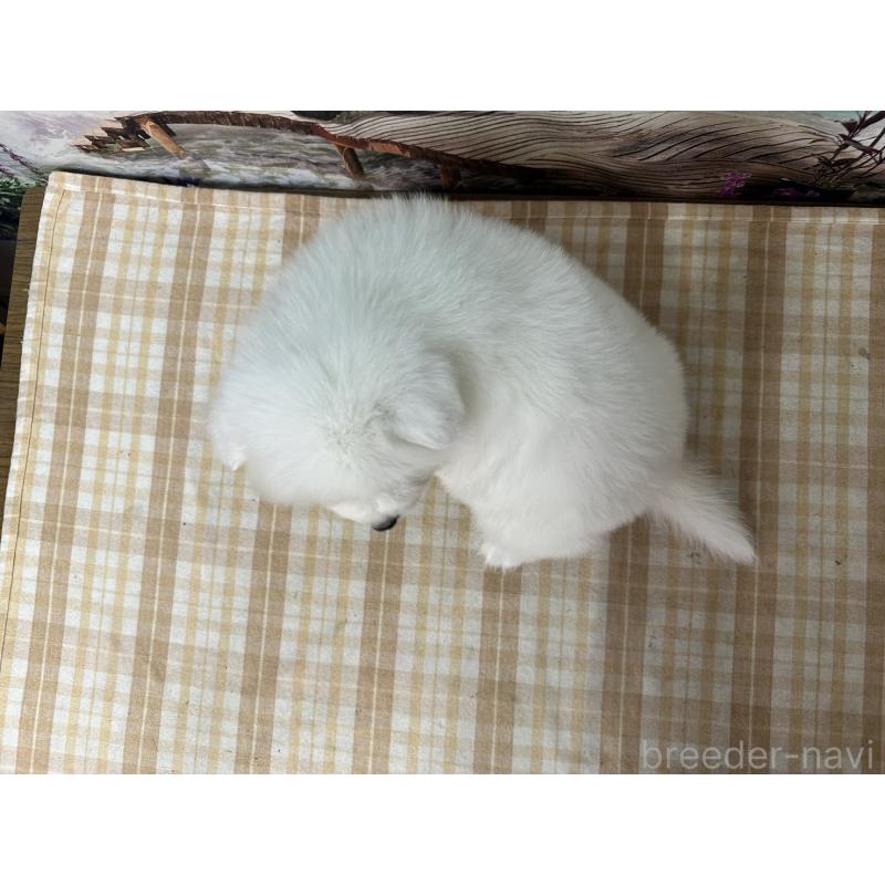 販売中の千葉県のサモエド-397910の2枚目