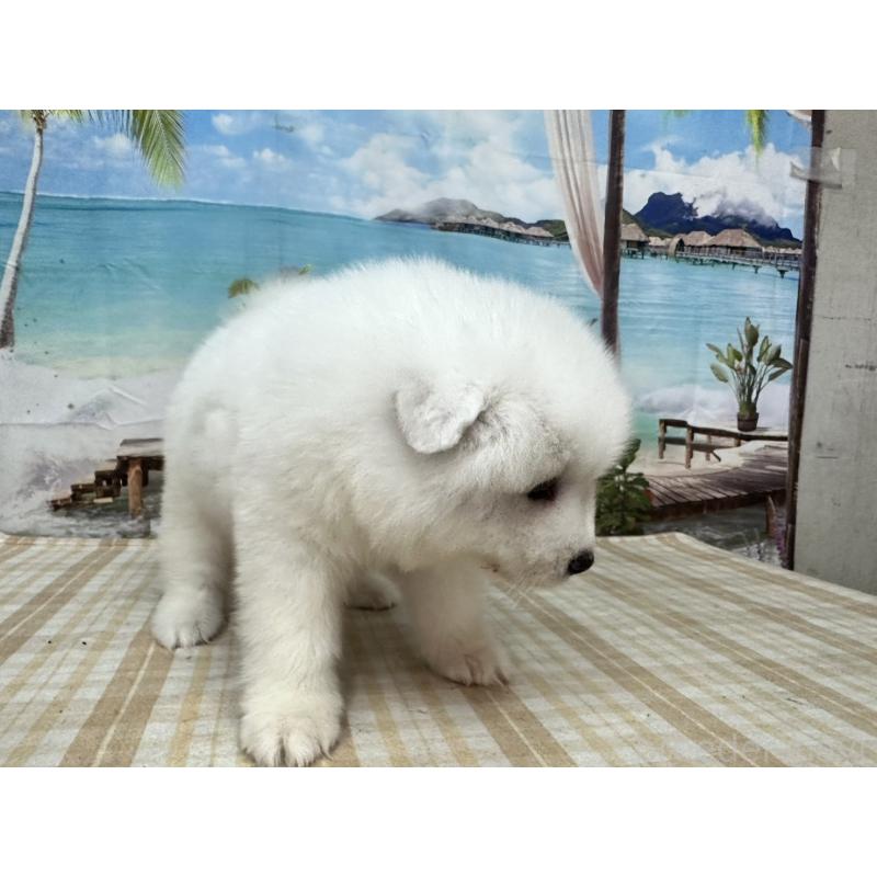販売中の千葉県のサモエド-397913の3枚目
