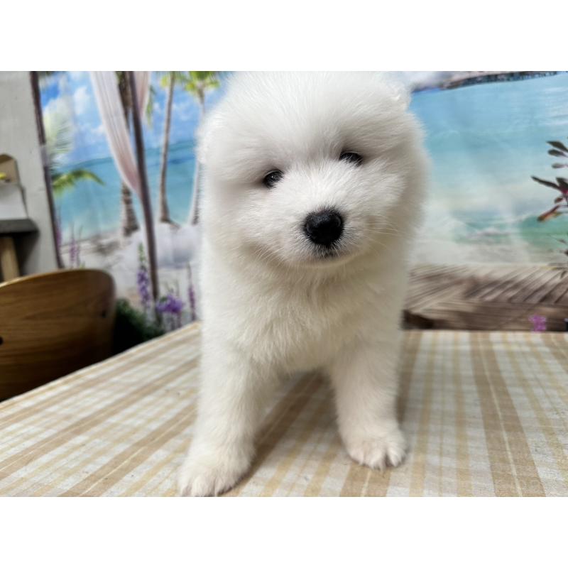 販売中の千葉県のサモエド-397913の1枚目