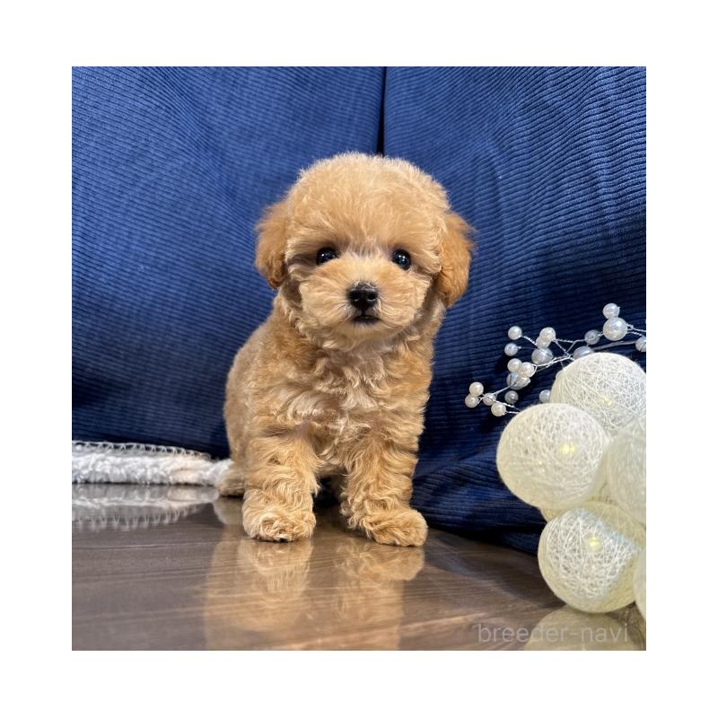 販売中の茨城県のトイプードル-397923の1枚目