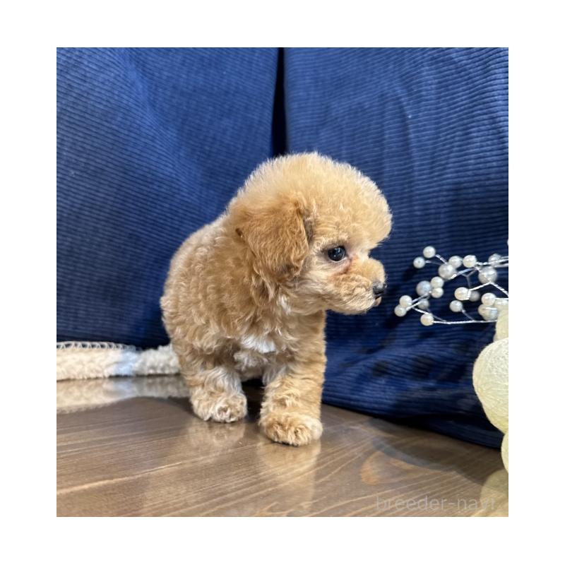 販売中の茨城県のトイプードル-397923の5枚目