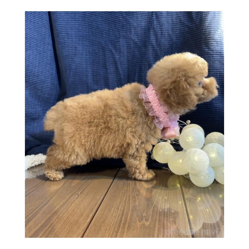販売中の茨城県のトイプードル-397925の4枚目