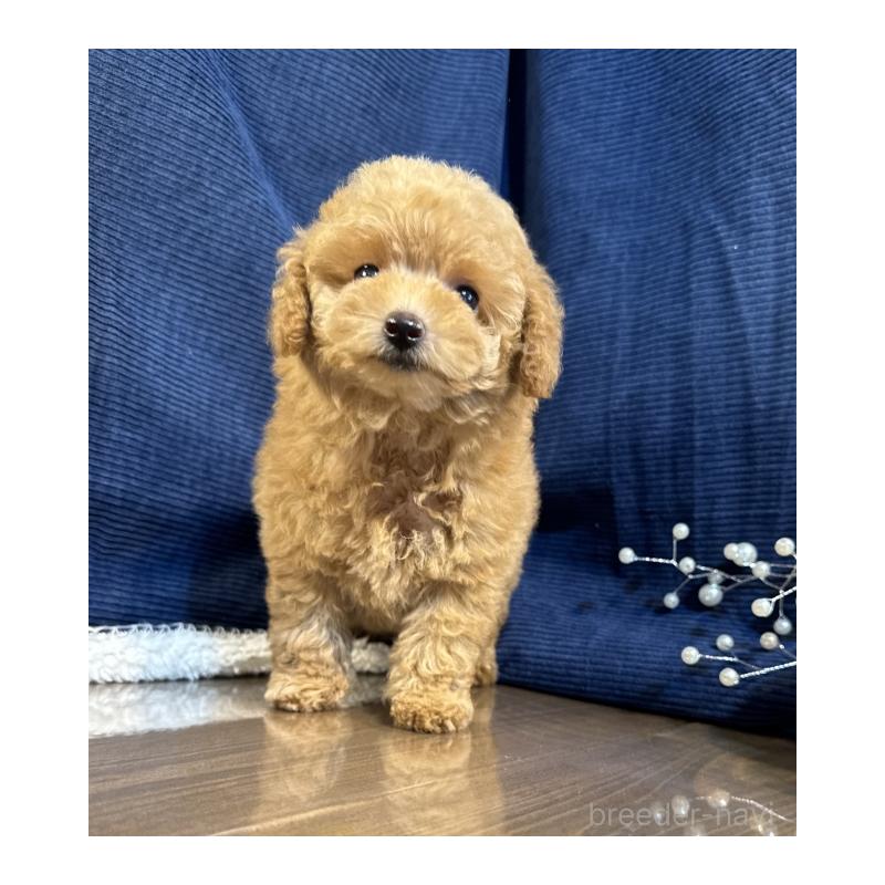 販売中の茨城県のトイプードル-397925の2枚目