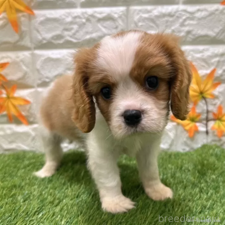 成約済の愛知県のキャバリアキングチャールズスパニエル-394347の1枚目