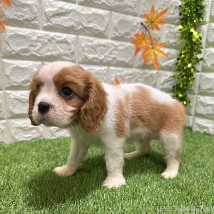 成約済の愛知県のキャバリアキングチャールズスパニエル-394347の5枚目