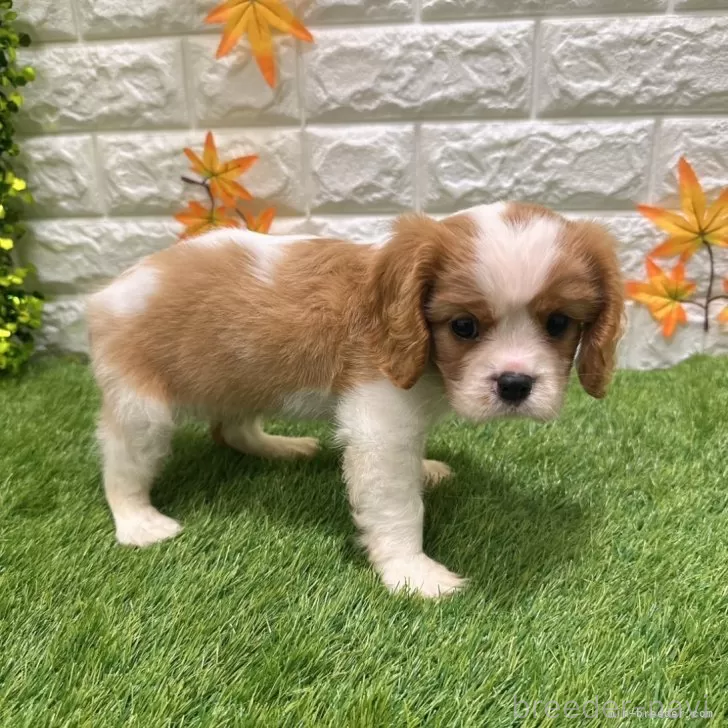 成約済の愛知県のキャバリアキングチャールズスパニエル-394347の4枚目