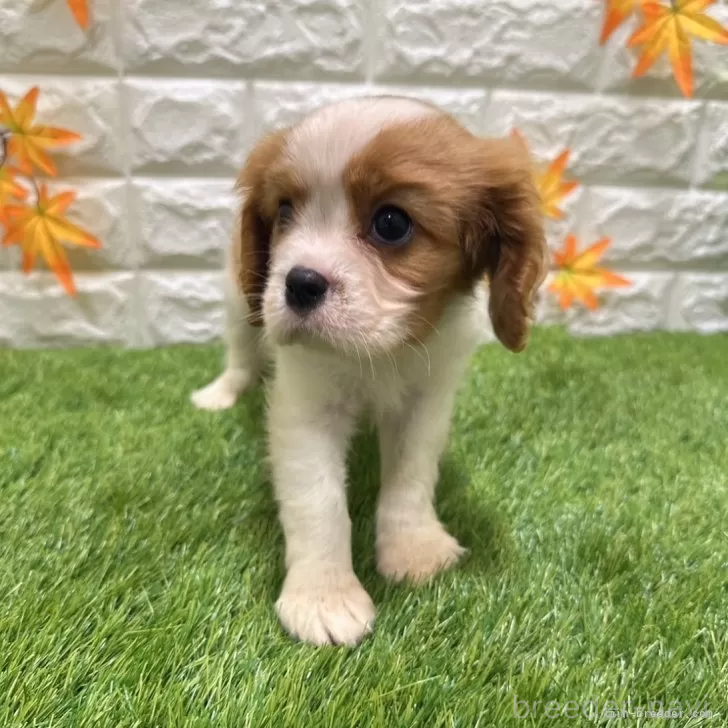 成約済の愛知県のキャバリアキングチャールズスパニエル-394347の3枚目