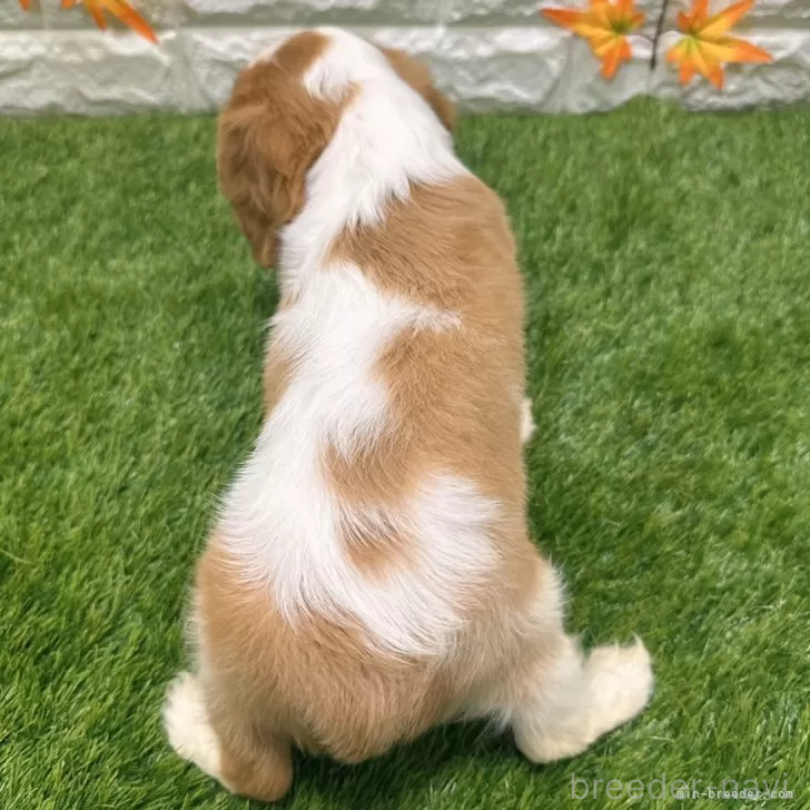 成約済の愛知県のキャバリアキングチャールズスパニエル-394347の2枚目