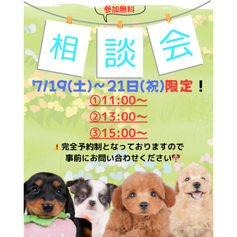 成約済の東京都のチワックス:チワワ×ミニチュアダックスフンド-396834の4枚目