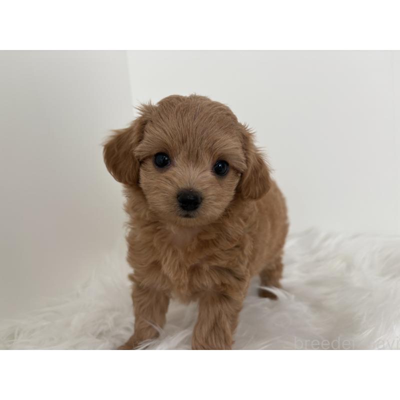 販売中の群馬県のミックス犬-397951の3枚目