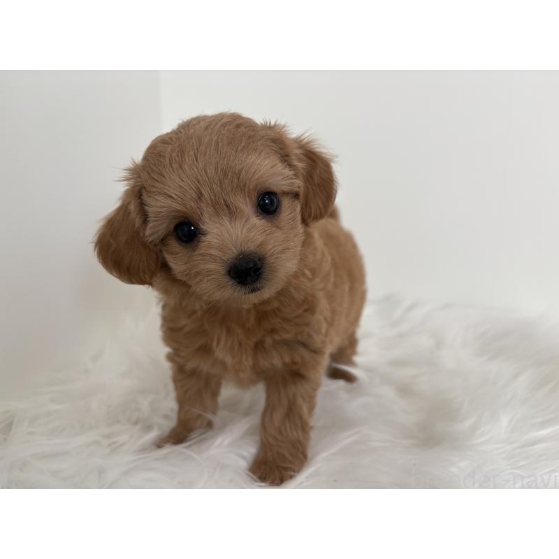 販売中の群馬県のミックス犬-397951の1枚目