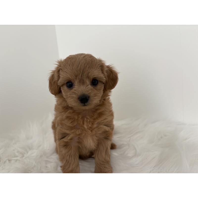 販売中の群馬県のミックス犬-397951の2枚目