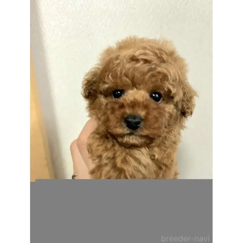 販売中の静岡県のトイプードル-397963の2枚目