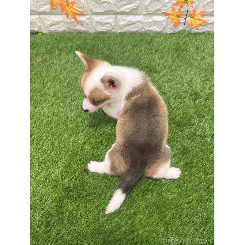 販売中の愛知県のウェルシュコーギーペンブローク-397977の2枚目