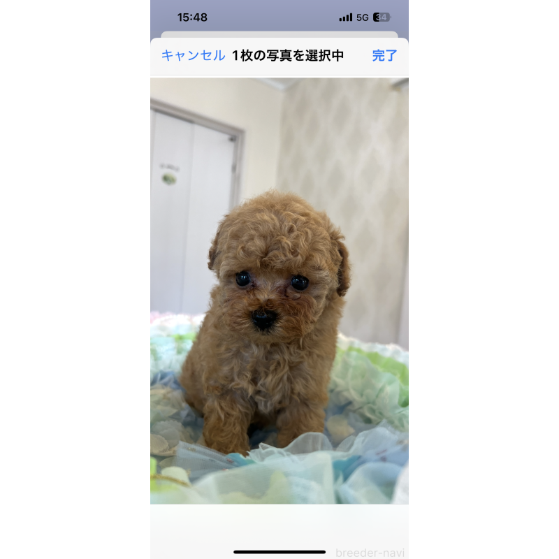 販売中の群馬県のタイニープードル-398009の7枚目