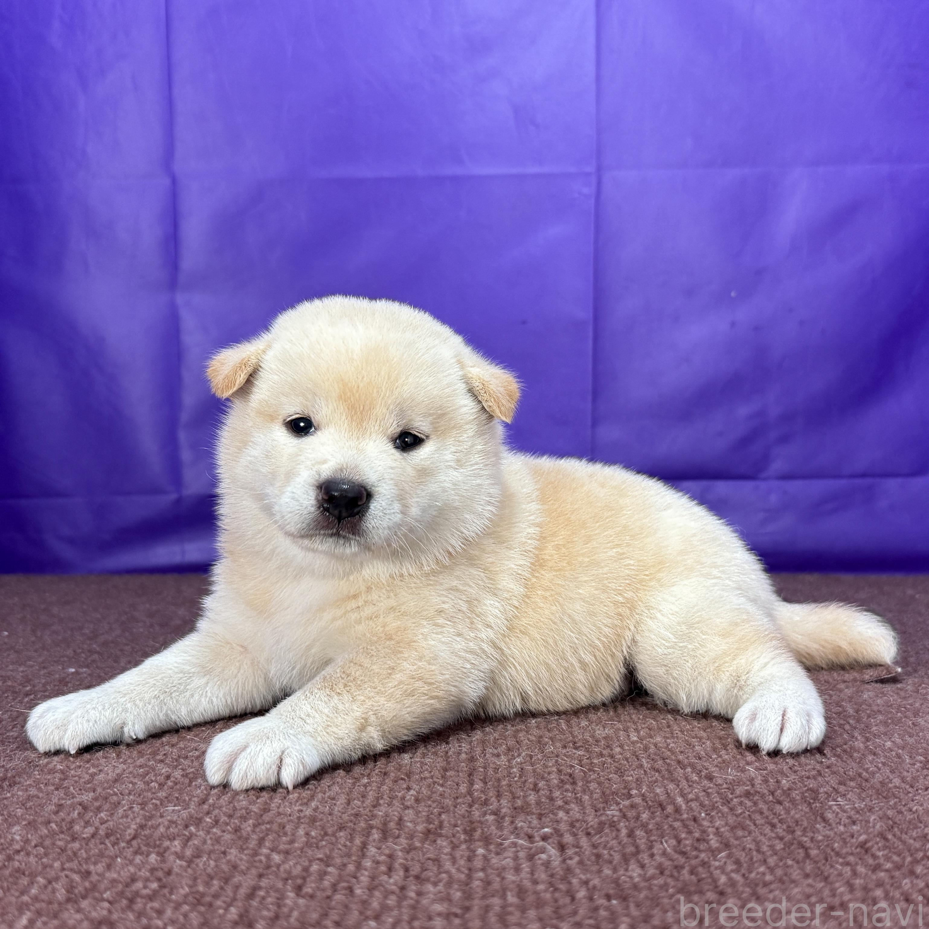 販売中の愛知県の柴犬-398011の3枚目