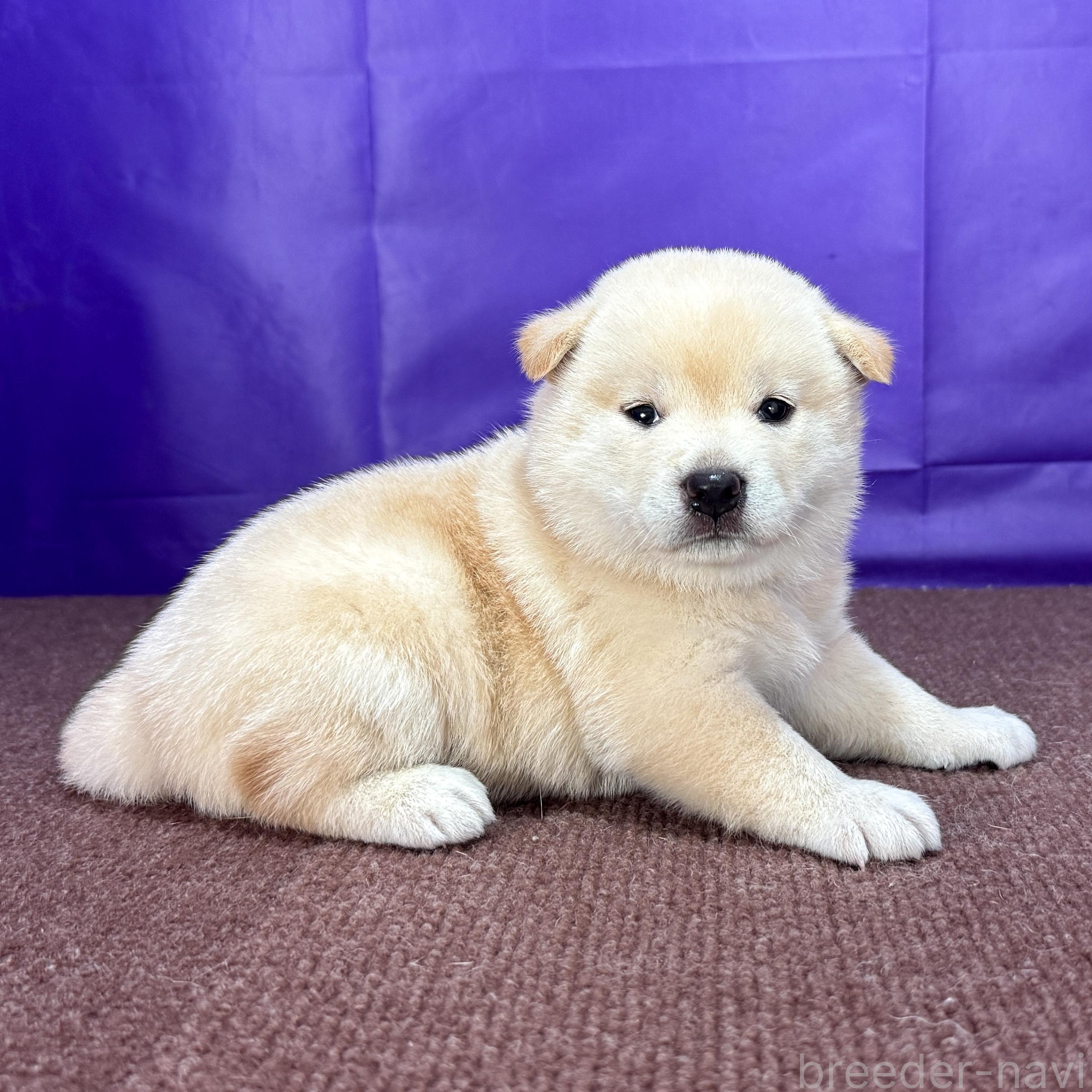 販売中の愛知県の柴犬-398011の2枚目