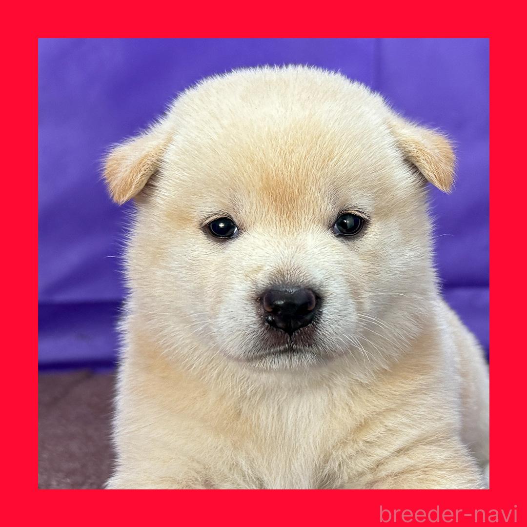 販売中の愛知県の柴犬-398011